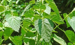 藿香的栽种方法（藿香栽培种植技术）