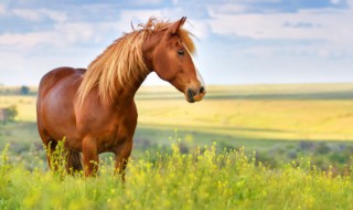 马蹄其实是马的什么部位 马蹄其实是马的哪里