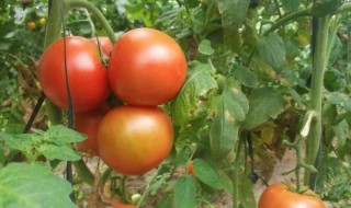 一株完整的番茄由什么组成（一株番茄有什么组成）