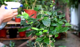 茉莉花最好的播种方法 茉莉花最好的播种方法是