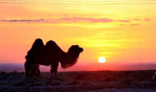 什么的夕阳（什么的夕阳形容词）