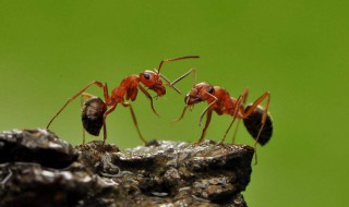 如何消灭蚂蚁 如何消灭蚂蚁最有效的方法