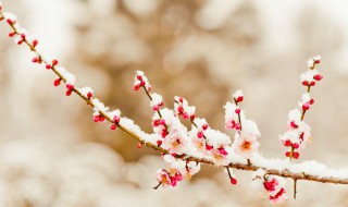 踏雪寻梅的诗句（踏雪寻梅的诗句集锦）