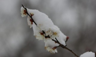 踏雪寻梅下一句（踏雪寻梅下一句对联）