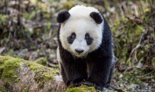 大熊猫生活环境特点（大熊猫生活环境特点是怎样的）
