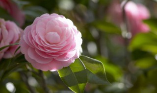 鲜花寓意 各种鲜花的寓意