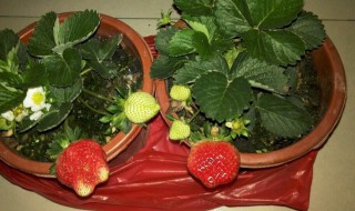 夏天草莓苗盆栽种植方法（夏天草莓苗盆栽种植方法图片）
