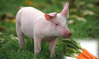育肥猪养猪技巧 育肥猪养猪技巧和方法