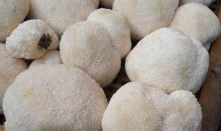 猴头菇怎么做冷菜 猴头菇怎么做冷菜才好吃