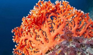榔头珊瑚的养殖方法（榔头珊瑚的养殖方法和技术）