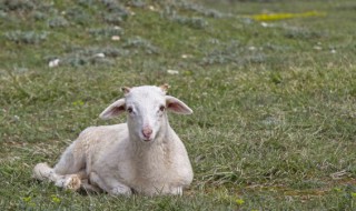 育肥养羊的正确方法 育肥羊饲养方法