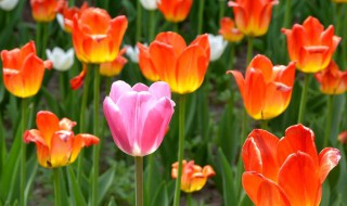 什邡郁金香花海在哪里 什邡那里有个花海