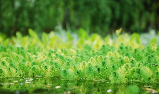 绿藻是赤潮生物吗（绿藻是赤潮生物吗）