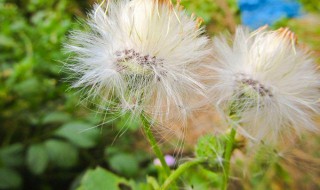 夏枯草和蒲公英可以一起吃吗（夏枯草和蒲公英可以一起吃吗）