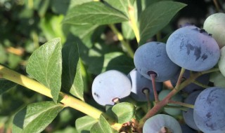 种蓝莓需要注意什么 种蓝莓注意什么?