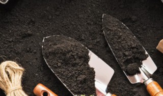 地皮菜人工种植方法 地皮菜人工种植方法图解