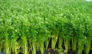 水芹菜怎么种植方法 水芹菜怎么种植方法如下