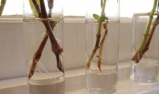 木槿水培生根方法 木槿水培生根方法视频