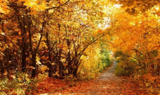 描写秋天的句子有哪些 描写秋天的句子有哪些比喻