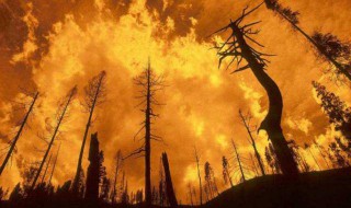 森林火灾发生的原因主要有? 森林火灾发生的原因主要有哪些