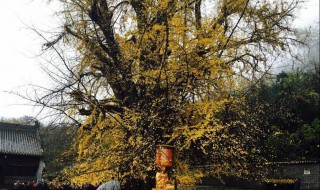 西安千年银杏古树介绍 西安千年银杏古树介绍图片