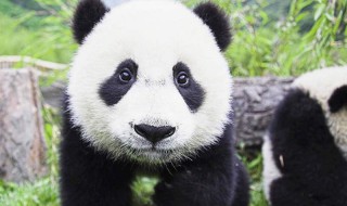 熊猫是什么时候当上中国的国宝的?（熊猫是什么时候当上中国的国宝的英文）