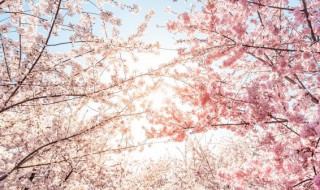 描写樱花的诗句有哪些 描写樱花的诗句有哪些?