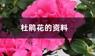 杜鹃花的资料 杜鹃花的资料简介