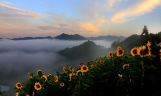 向日葵冬天花种发芽方法（向日葵冬天花种发芽方法视频）