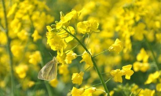 关于油菜花的诗句（关于油菜花的诗句古诗小学）