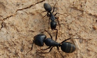 蚂蚁是如何通讯的（蚂蚁的通讯靠什么）