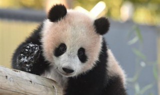 日本出生大熊猫香香回国再延期 日本大熊猫回国饲养员哭了