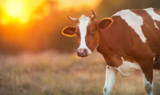 奶牛家庭养殖方法 奶牛的养殖方法