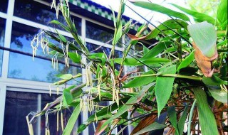 竹子开花赶紧搬家是什么意思 竹子开花的风水预兆