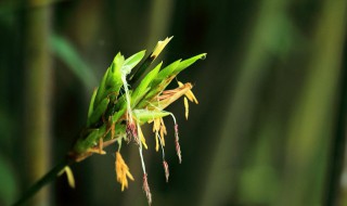 小竹子开花意味着什么 竹子开花意味着什么图片