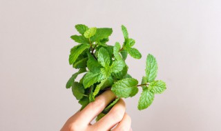 食用薄荷种植方法（食用薄荷种植方法图片）