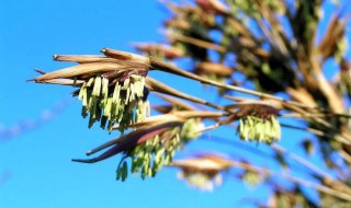 风水学竹子开花意味着什么（家里竹子开花出贵人）