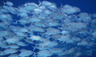 鱼胶原蛋白是什么 鱼胶原蛋白是什么味道