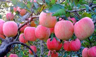 苹果树的养护与管理方法（苹果树的养殖方法和注意事项）