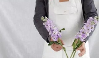 紫罗兰鲜花的养护方法