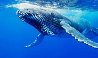山鲸是真的存在吗（山鲸是真实存在的吗）