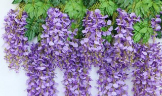 紫藤吊兰的养殖方法和注意事项 紫藤吊兰的养殖方法和注意事项有哪些