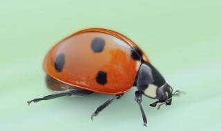 甲虫繁殖方法和注意事项（甲虫繁殖方法和注意事项视频）