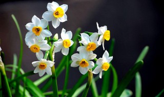 水仙花种植小窍门 水仙花种植技巧