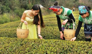 平水珠茶产地 平水珠茶品牌