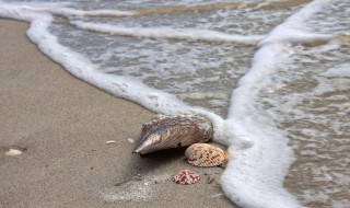 大海螺吐沙子最快的方法 大海螺吐沙子最快的方法视频