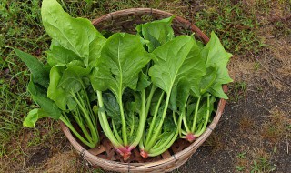 菠菜粉丝家常做法窍门（菠菜粉丝家常做法窍门视频）