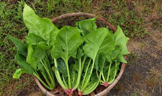 菠菜含什么元素最高（菠菜含有叶酸还是草酸）