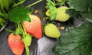 草莓产地 奶油草莓产地