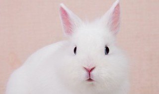 兔子养多久才会认主人 兔子养多久才会认主人认主是假象吗?